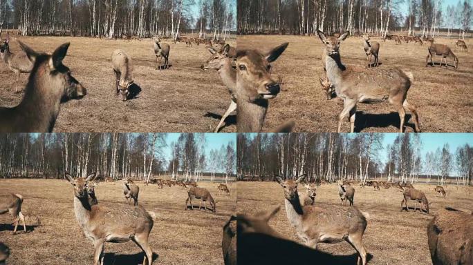 一群可爱的小鹿觅食，在晴朗的晴天在背景上咬草。野鹿在草地上行走