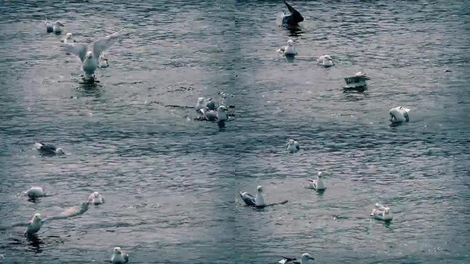 海鸥潜水并飞走