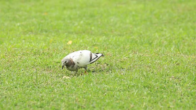 鸽子公园草坪草地觅食吃东西清晨早晨