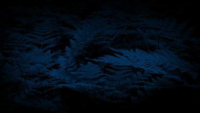 夜间微风轻拂的林地蕨类植物