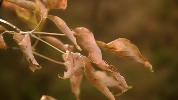 白杨秋季枝条