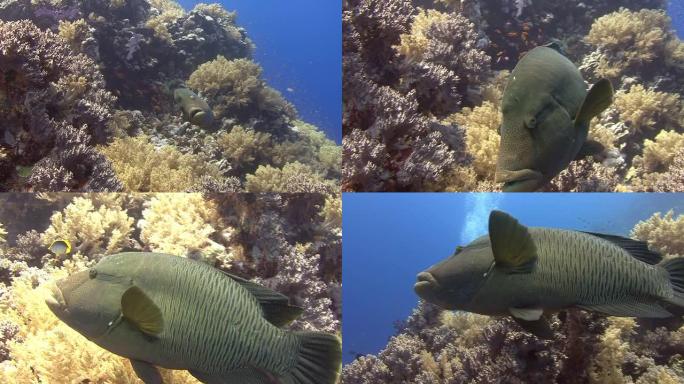 苏眉鱼海底生物海底游鱼海底美景