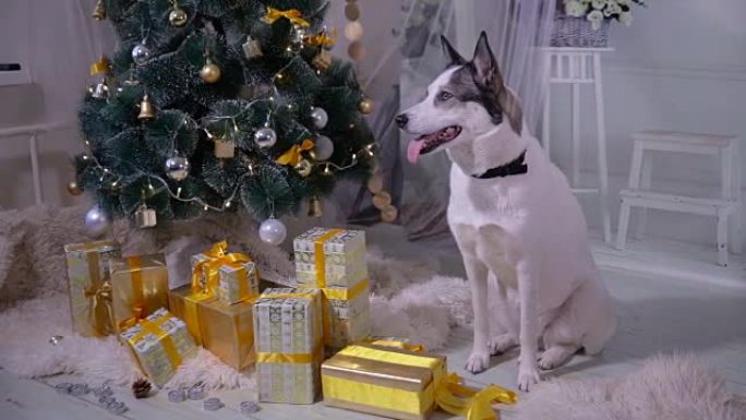 室内圣诞装饰中的狗。宠物躺在客厅的圣诞树附近