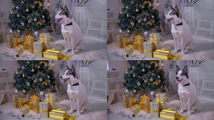室内圣诞装饰中的狗。宠物躺在客厅的圣诞树附近