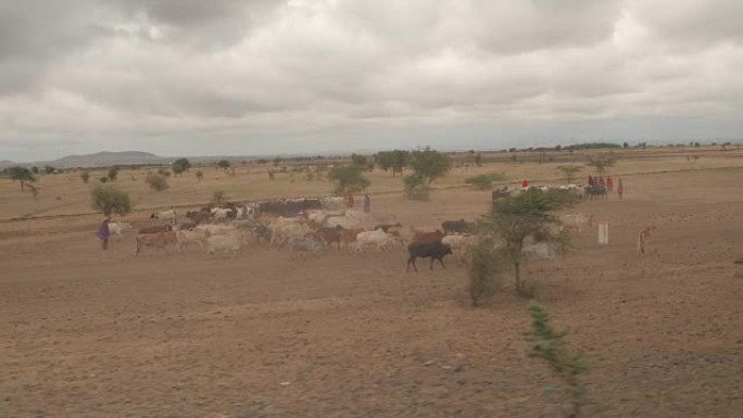 特写: 沙漠萨凡纳平原上的非洲马赛部落放牧牧牛