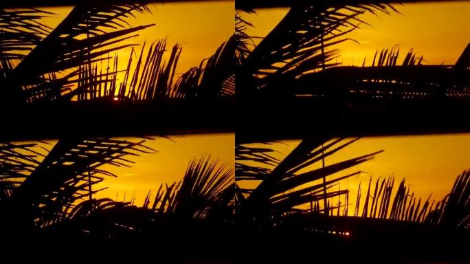 多风的日落时的棕榈树