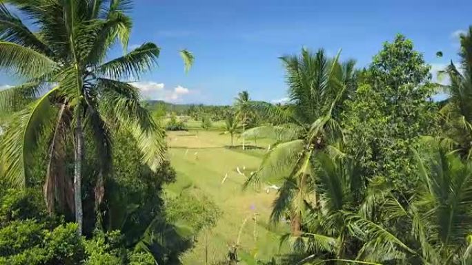 空中椰子树展示巴厘岛风景优美的有机稻田农场