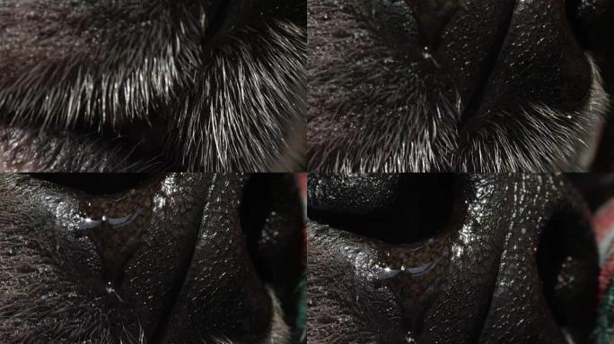 特写宏dop: 狗的鼻子和嘴的细节