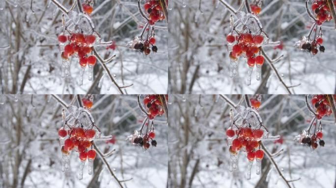 冷冻红色浆果的荚果簇