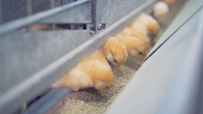 几只小鸡在笼子里吃谷物，靠近。