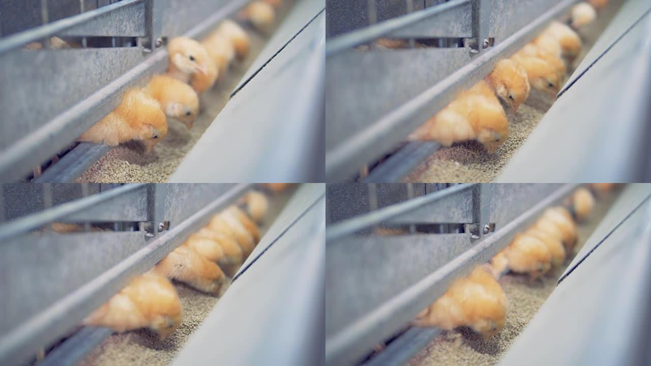 几只小鸡在笼子里吃谷物，靠近。