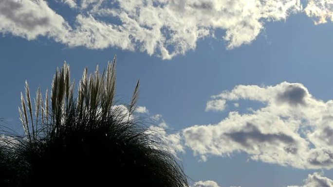 潘帕斯草原和深蓝的天空
