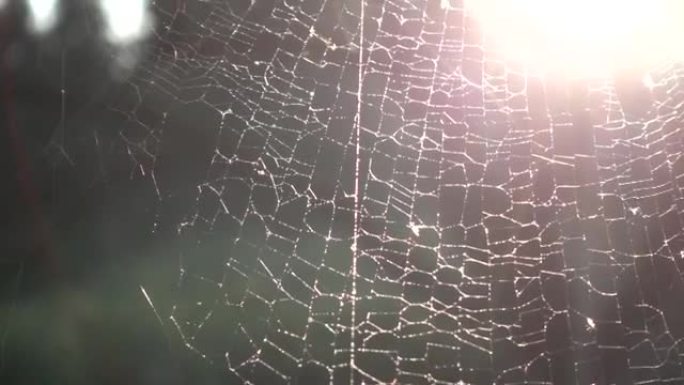 日落时美丽的蜘蛛网