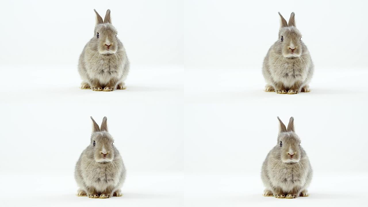 白色背景上的复活节兔子
