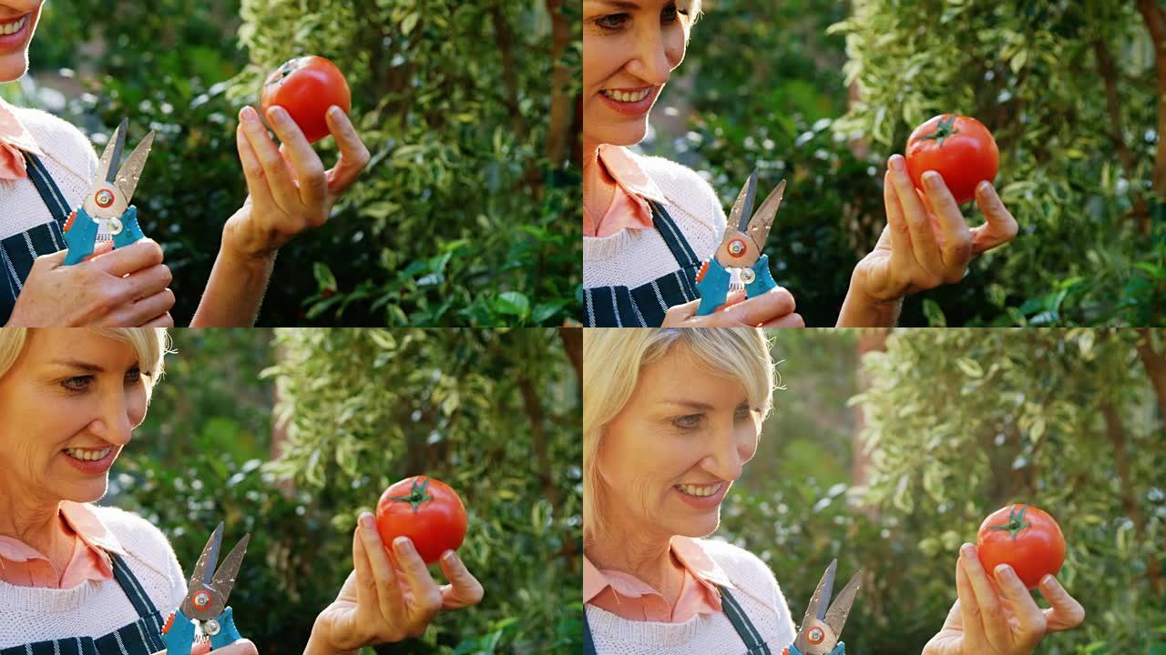 成熟的女人拿着西红柿和修剪剪刀