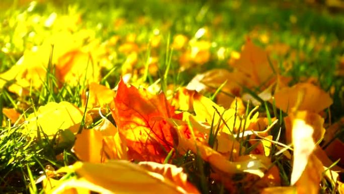 秋天落在草地上的叶子