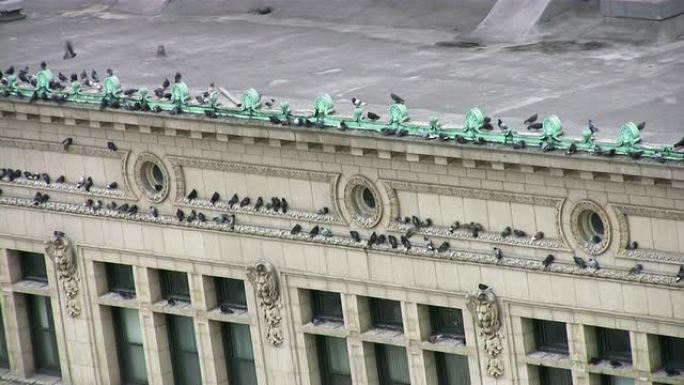 鸽子在城市建筑屋顶上飞翔/降落。