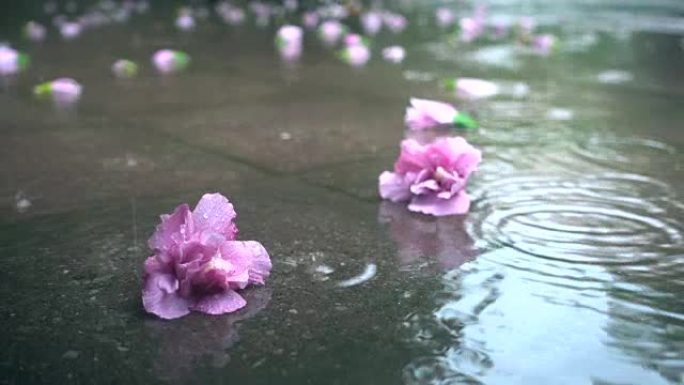 花在雨中落在地上