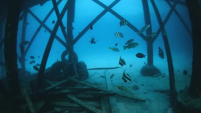 马来西亚西巴丹马布尔潜水中心的海洋生物