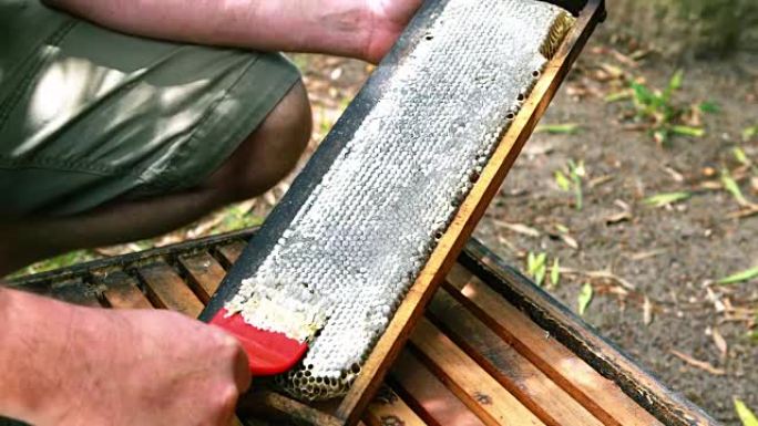 养蜂人从蜂巢中提取蜂蜜