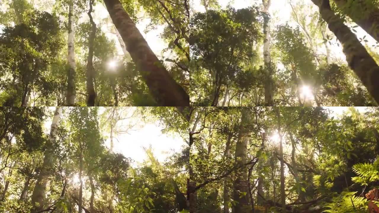 透过森林里的树木仰望阳光