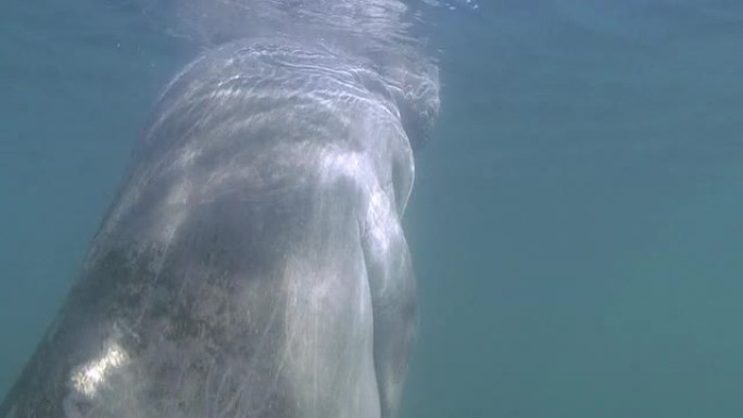 海牛和浮潜者热带海牛海洋大海野生动物