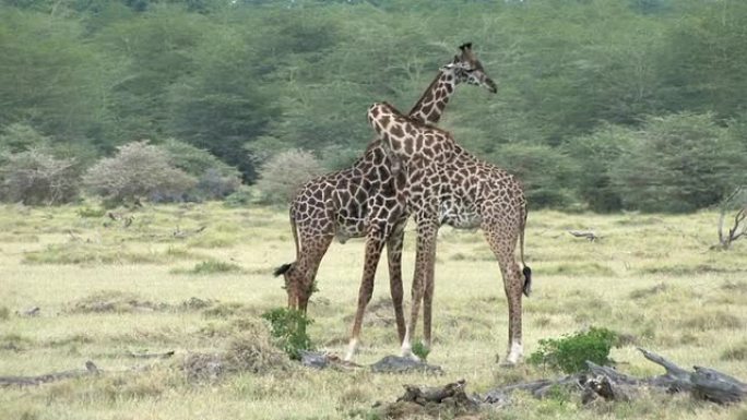 非洲野生动物园长颈鹿颈舞