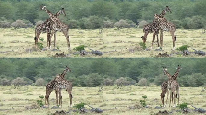 非洲野生动物园长颈鹿颈舞
