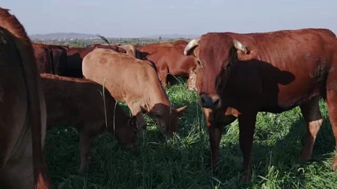 在绿色田野中移动自由放养的牛