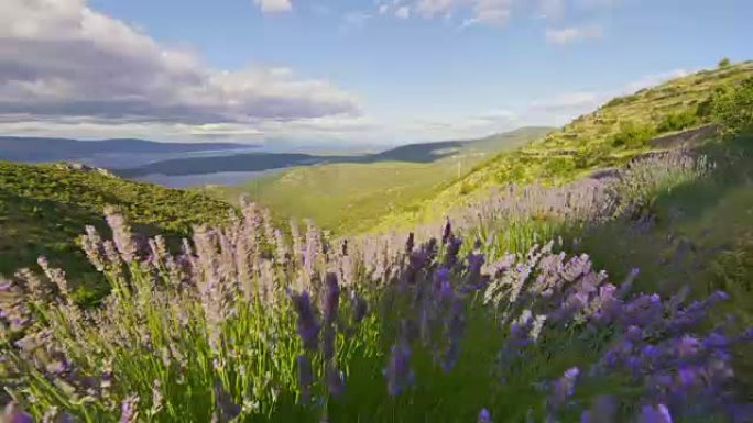 WS薰衣草在阳光明媚的山顶上吹拂，风景宁静，克罗地亚赫瓦尔