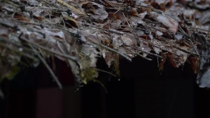 4k，树叶屋顶的雨滴。