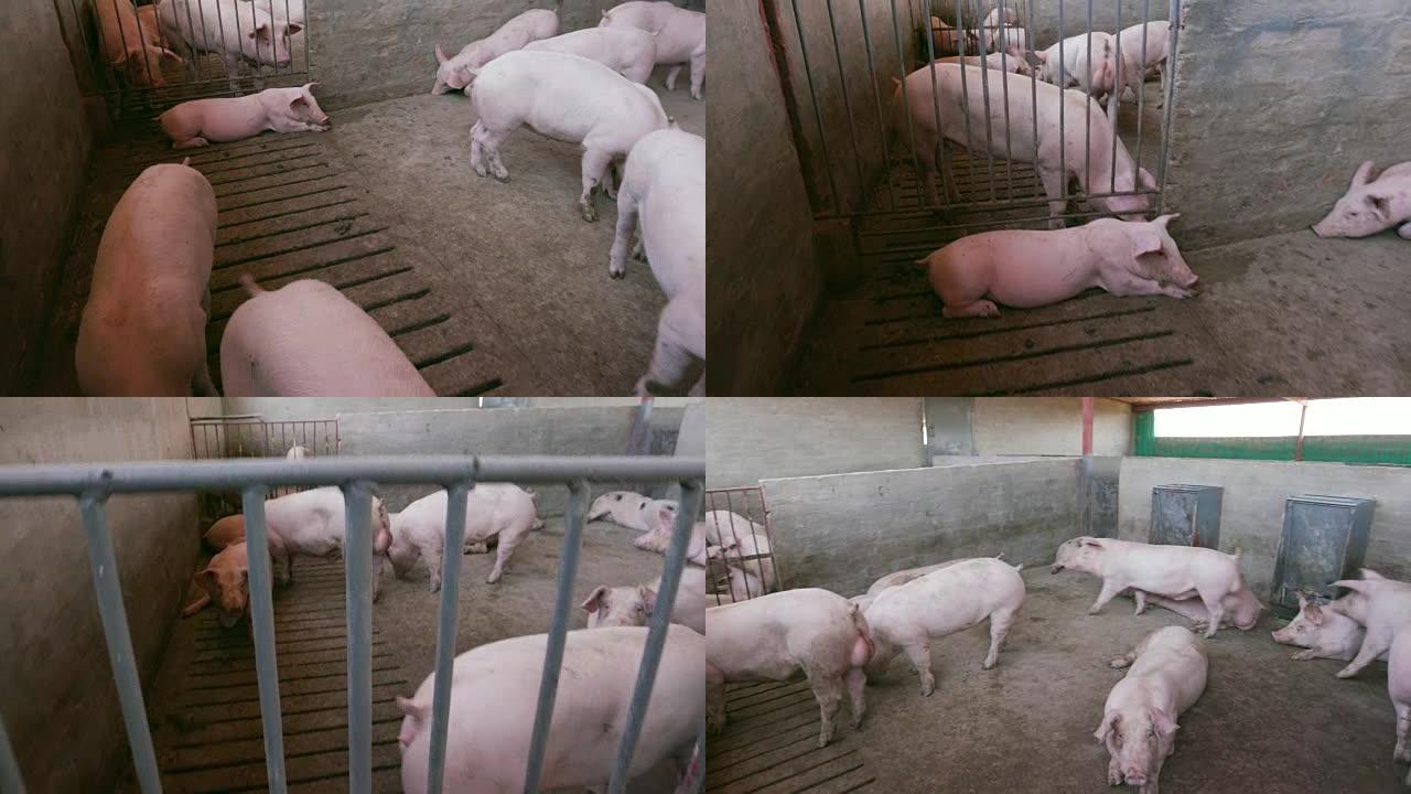 在工业养猪场的围栏中移动幼猪的镜头