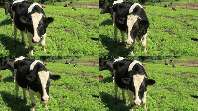 奶牛看着摄像机奶牛看着摄像机