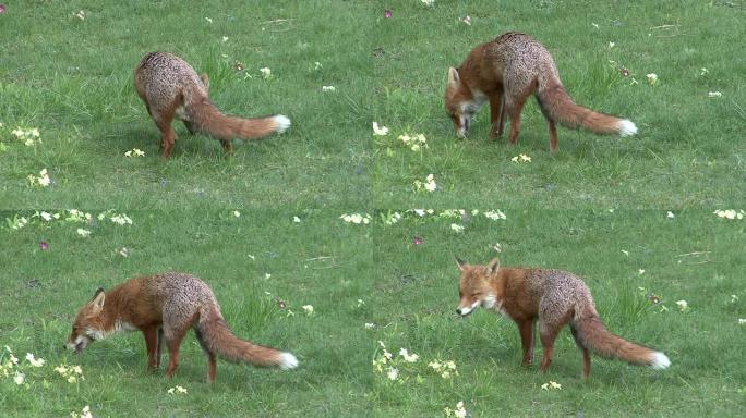 狐红狐狸野生动物
