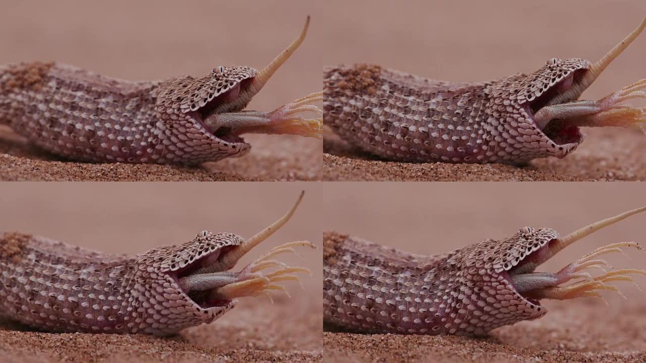 响尾蛇/Peringuey的加法器吃铲子鼻子蜥蜴的4k镜头