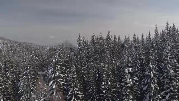 空中: 高高的云杉顶篷在晴天和雾蒙蒙的日子里覆盖着新鲜的雪