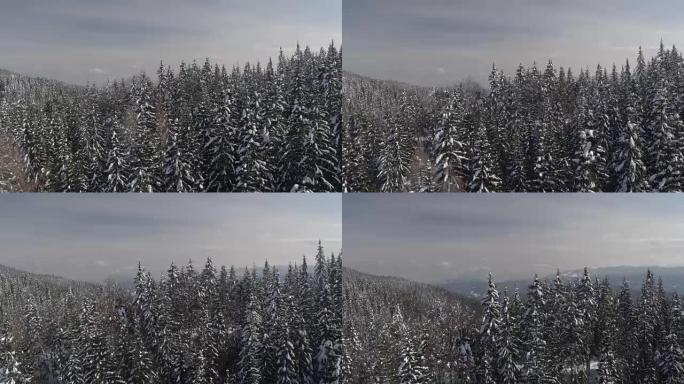空中: 高高的云杉顶篷在晴天和雾蒙蒙的日子里覆盖着新鲜的雪