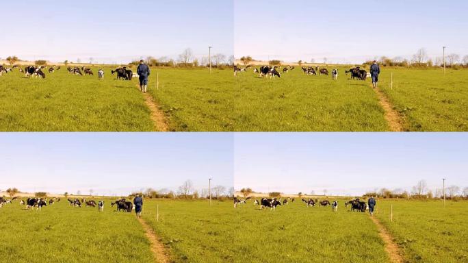 牛农在田里散步