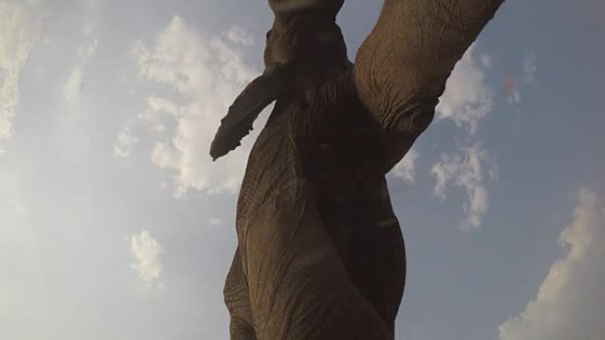 大象直接走过相机的壮观镜头