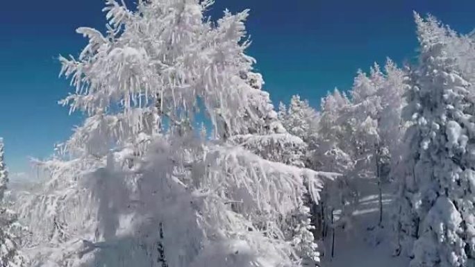 空中: 新鲜的软雪覆盖着沉睡的树木和陡峭的山坡