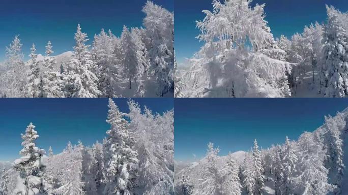 空中: 新鲜的软雪覆盖着沉睡的树木和陡峭的山坡