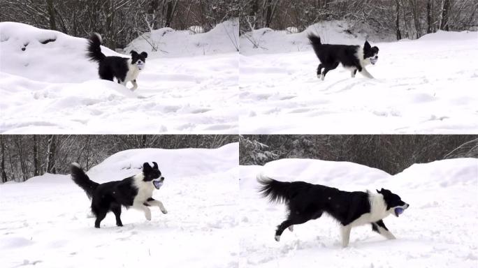 慢动作: 带球的狗