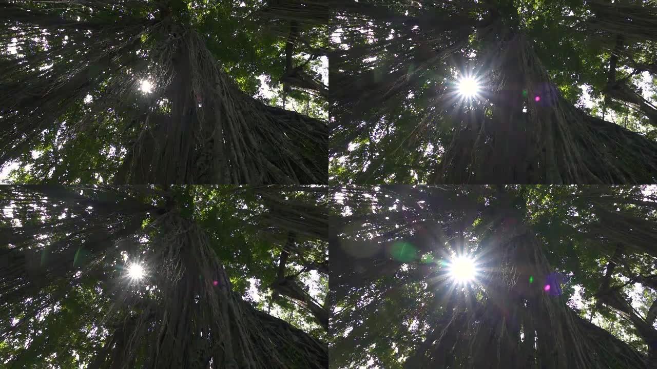 特写: 阳光照耀着覆盖着丛林藤蔓的树上的叶子
