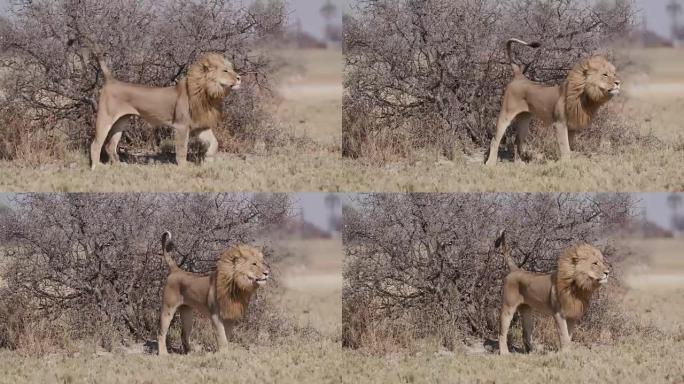 雄性狮子的气味标记灌木丛，博茨瓦纳