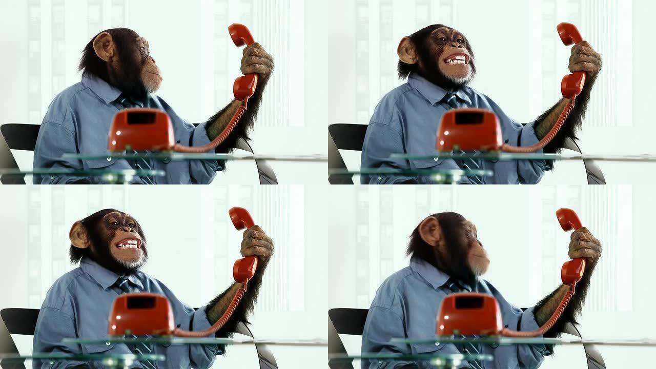黑猩猩服装服务黑猩猩服装服务客服电话