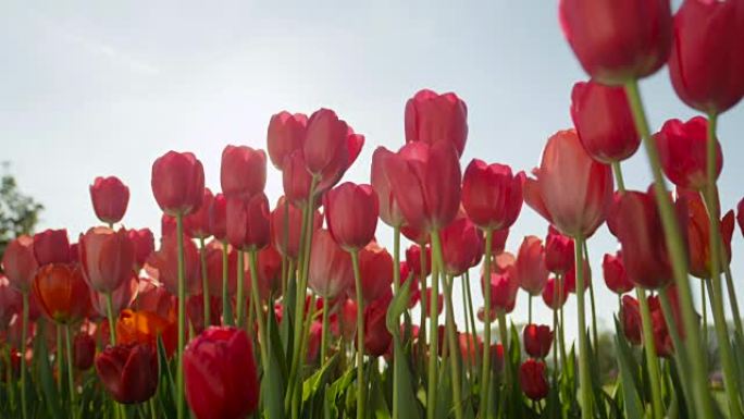 特写: 阳光明媚的日子，美丽的红润丝质郁金香盛开在令人惊叹的花园里