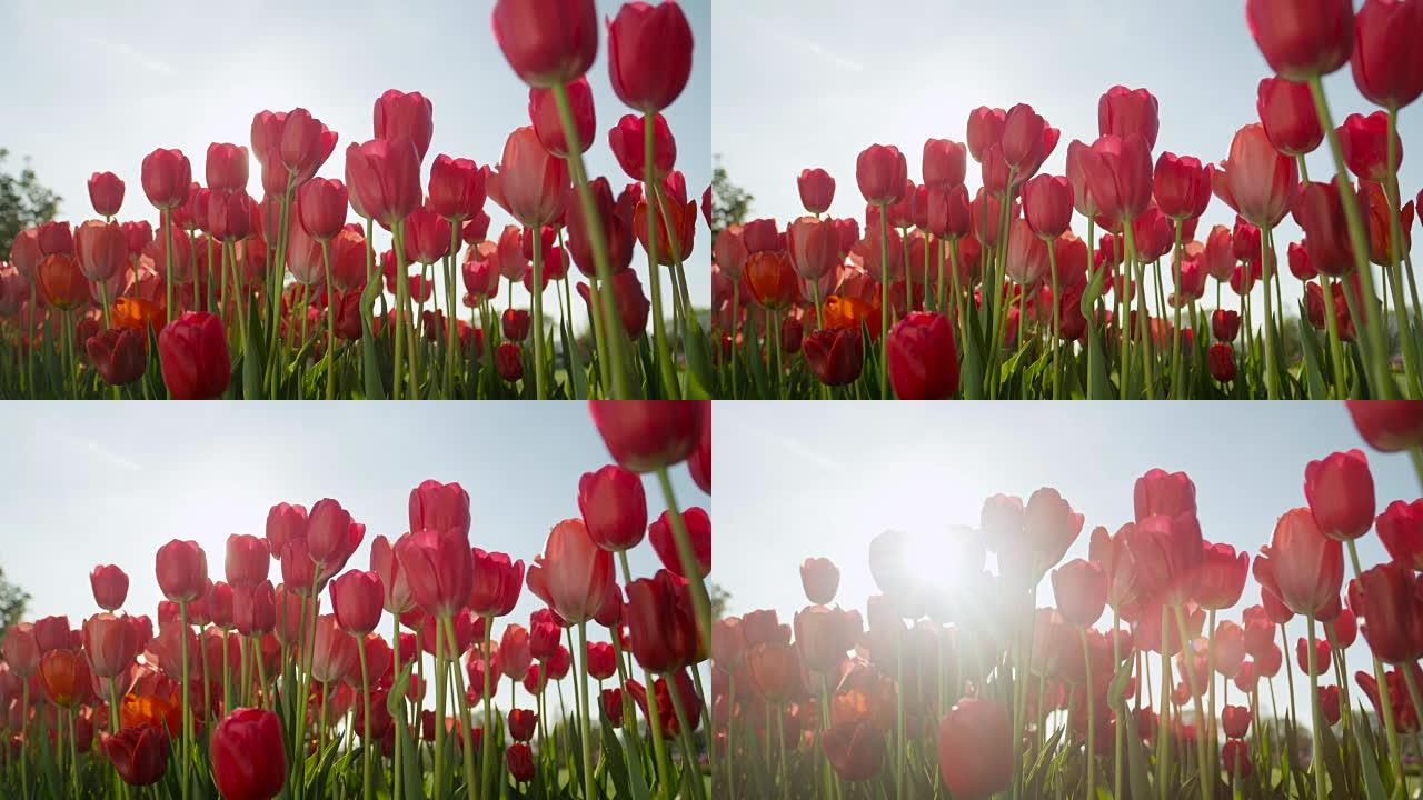 特写: 阳光明媚的日子，美丽的红润丝质郁金香盛开在令人惊叹的花园里