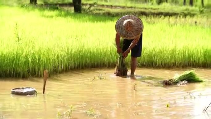 农民在雨季种植水稻。他被水和泥浸泡，准备种植。