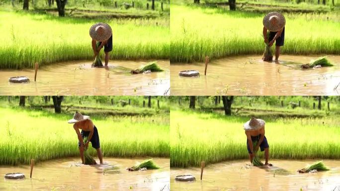 农民在雨季种植水稻。他被水和泥浸泡，准备种植。