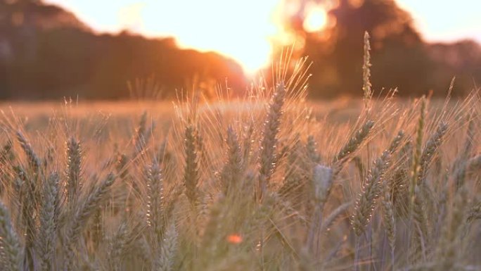 在阳光明媚的日子里，从黄色橙色背景的侧面可以看到带有小麦的田野。概念: 生态，清洁空气，夏季，春季，